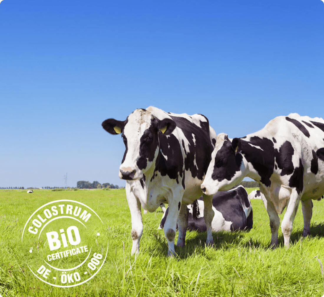 Původ kolostra - šťastné krávy